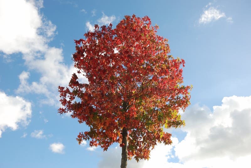 Tree in autumn colours stock image. Image of colour, colours - 21321263