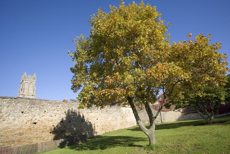 Tree in autumn leaf church grounds of glastonbury abbey estate stock photo