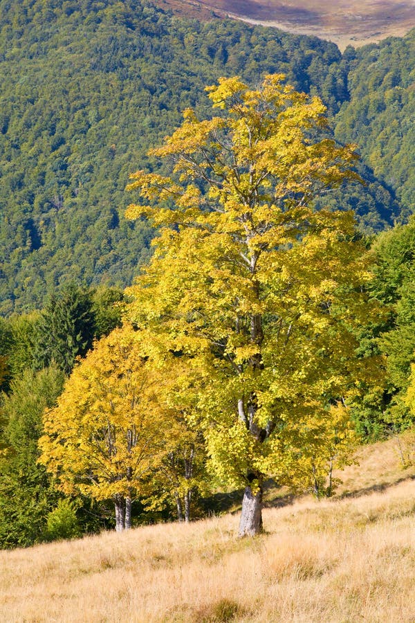 Tree in autumn mountain stock image. Image of yellow 10440557