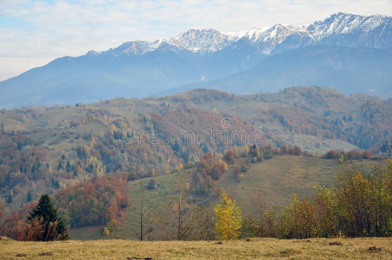 Tree in autumn mountain