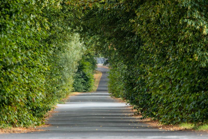 Tree Avenue and Ally Road