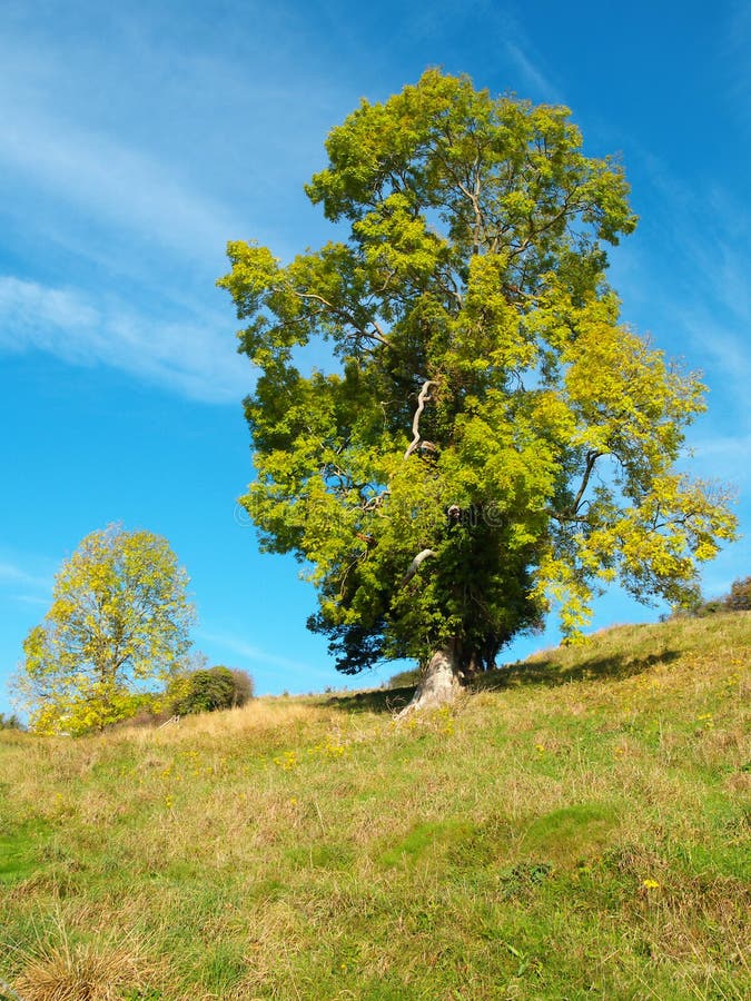 Tree on a bank stock photo. Image of leaf, grass, cloud 3519604