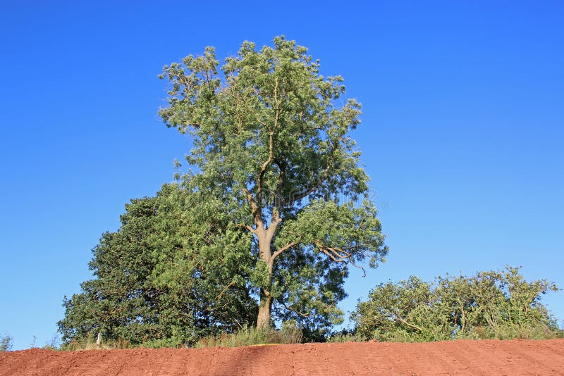 Tree on a bank stock photo. Image of summer, tree, leaves 99155956