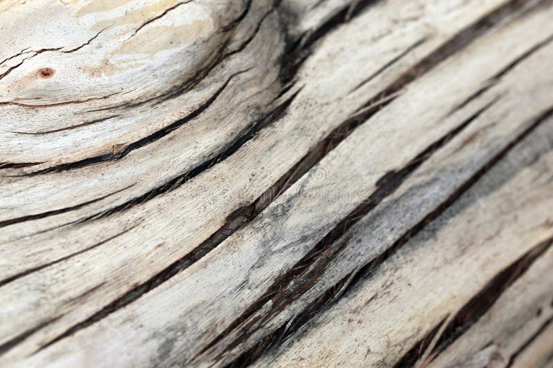 Tree bark