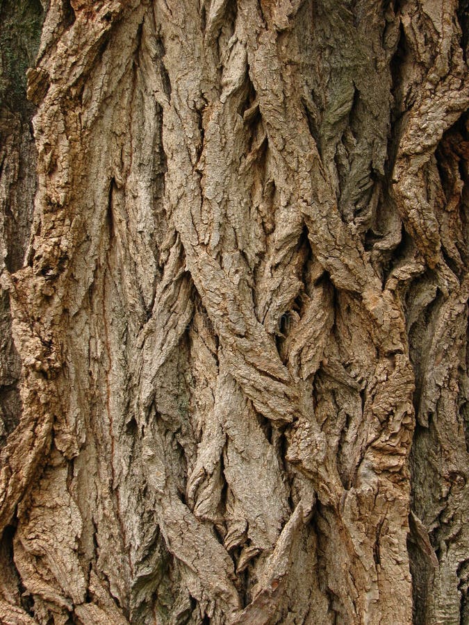 Tree Bark