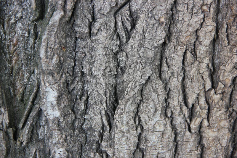 Tree bark