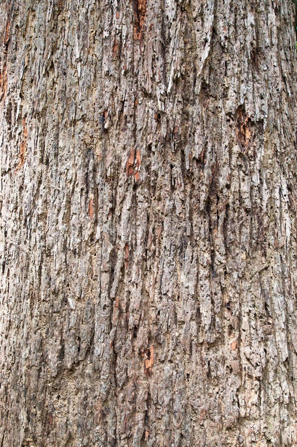 Tree bark