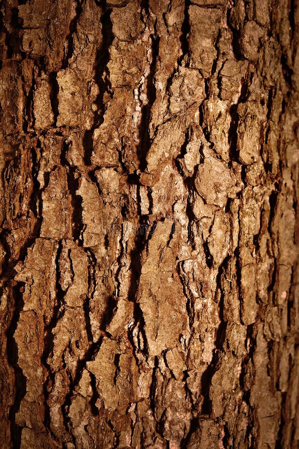 Tree bark