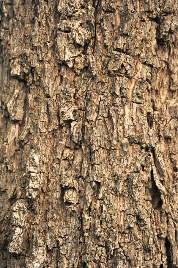 Tree Bark on textured background