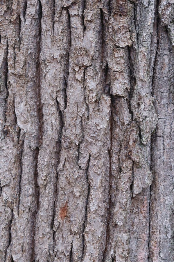 Big tree bark texture. Close-up. Big tree bark texture. Close-up.