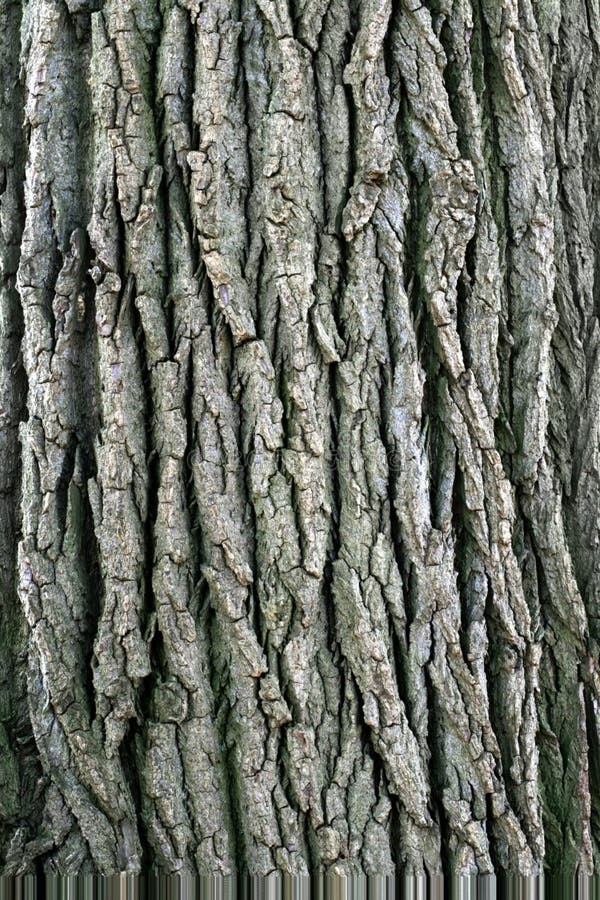 The coarse texture of a tree's bark. Roughness stock images, royalty-free photos and pictures