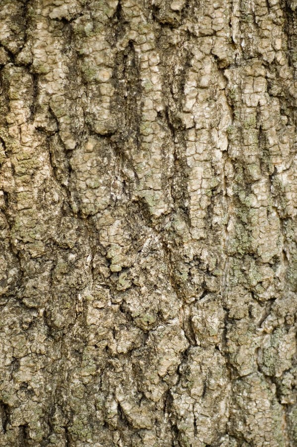 Tree bark