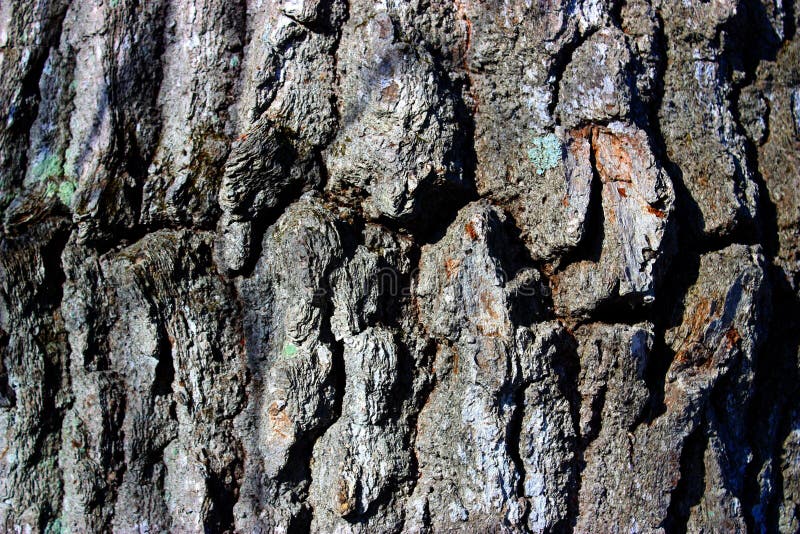 Tree bark royalty free stock photo