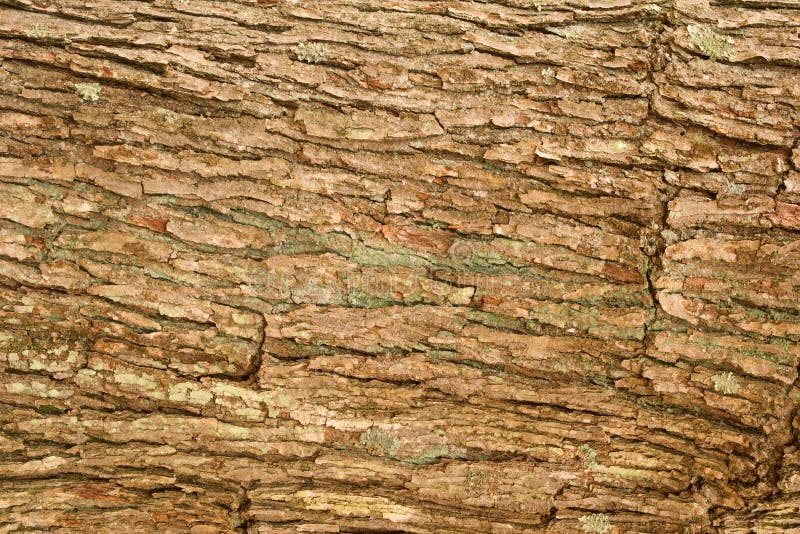 Tree bark
