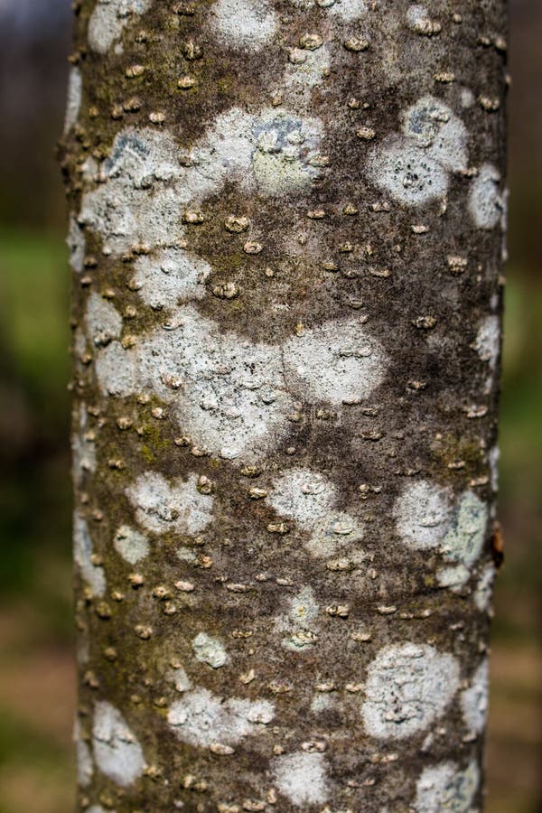 Alder tree bark texture with white lichen