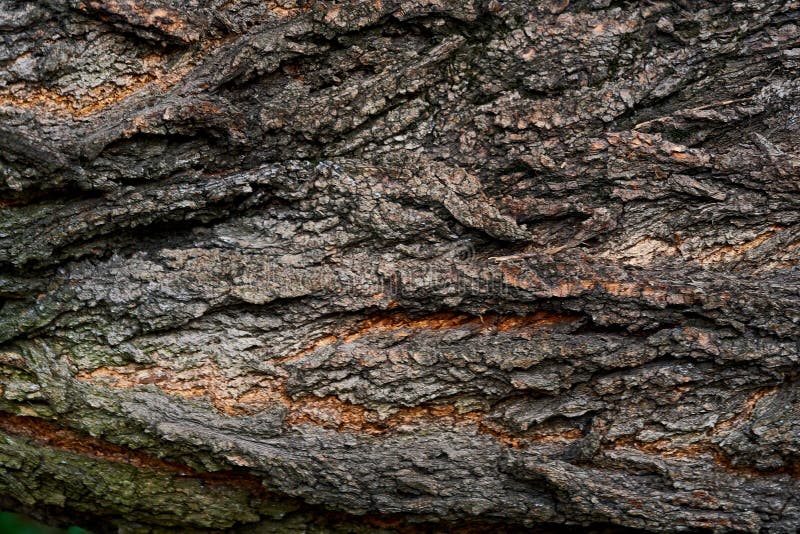Tree bark as background texture for artists, landscape