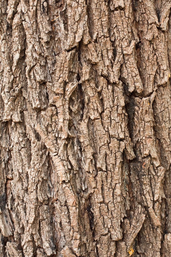 Tree Bark Background