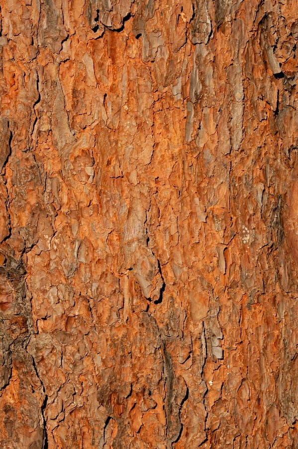 Tree bark background