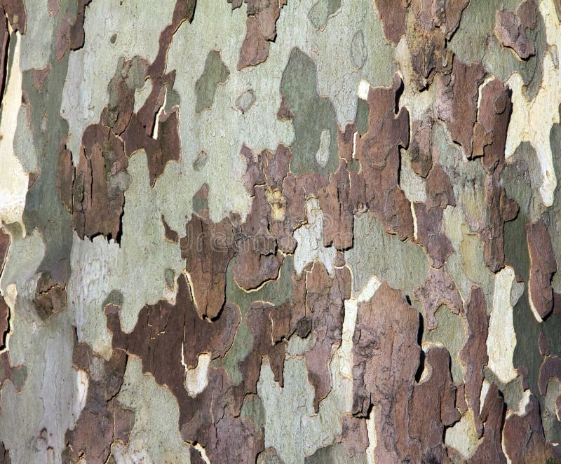 Tree Bark Background Texture