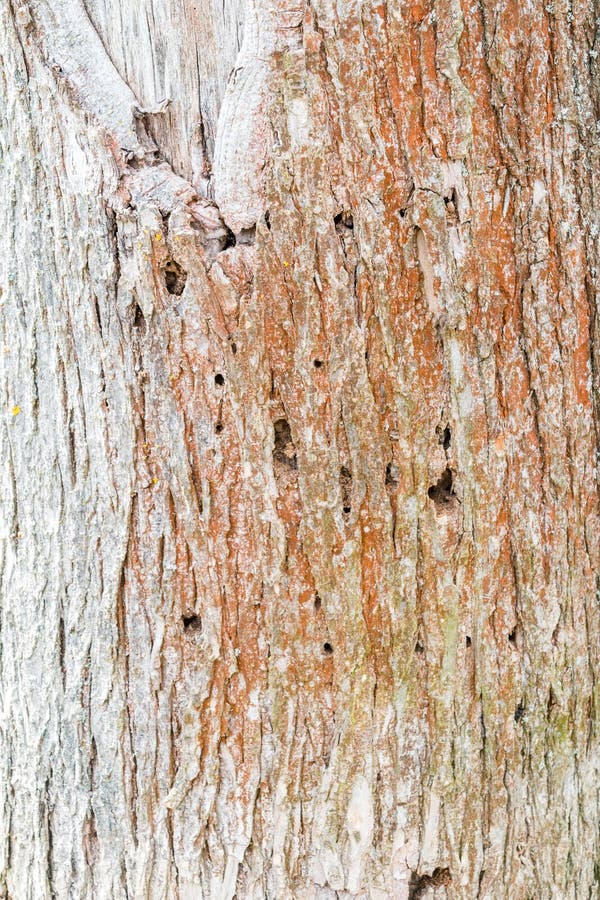 Tree with Bark Beetle Holes Stock Photo - Image of brown, spruce: 183236176