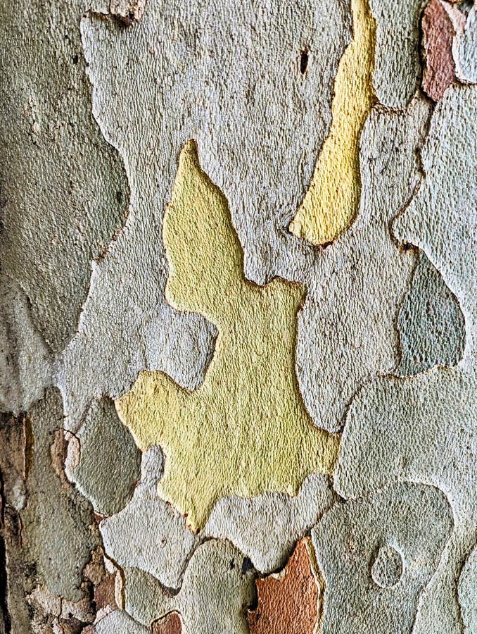 Tree Bark Detail, Natural Camouflage Pattern stock photo