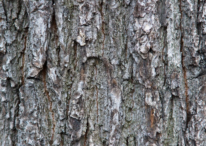 Tree bark details stock photo