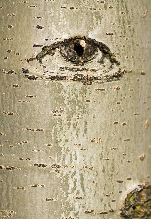 Tree bark with eye design