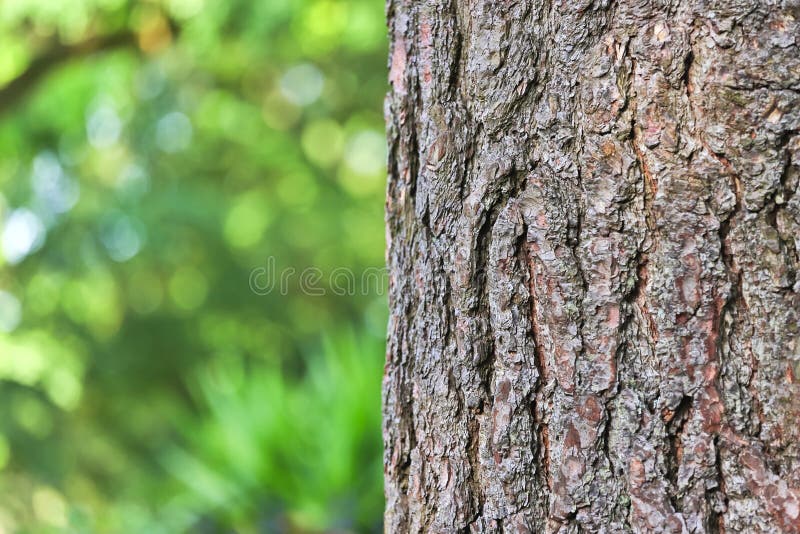 Tree Bark Forest Background Stock Photo - Image of nature, colorful:  153594162