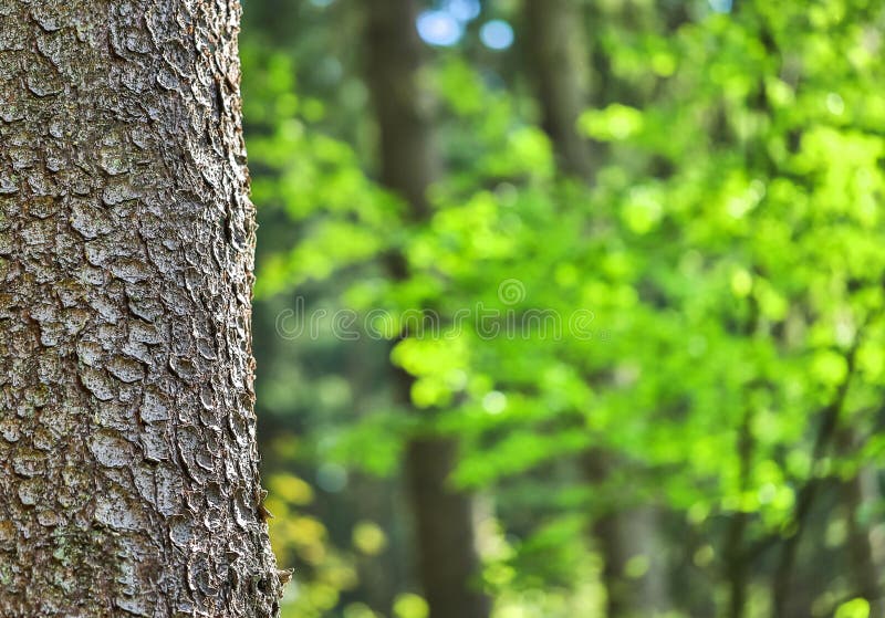 Tree Bark and Forest Blur Background Stock Photo - Image of space, nature:  154991412