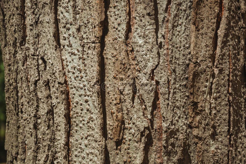 Tree bark forming a singular background in a park of Madrid royalty free stock image Tree bark forming a singular background in a park of Madrid royalty free stock image