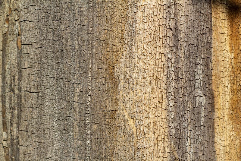 Tree bark with cracks and stripes Grunge wooden texture. Embossed bark royalty free stock image