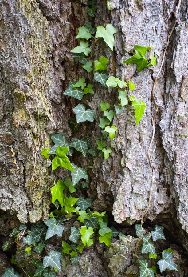 Tree bark with ivy stock image. Image of macro, closeup - 31263875