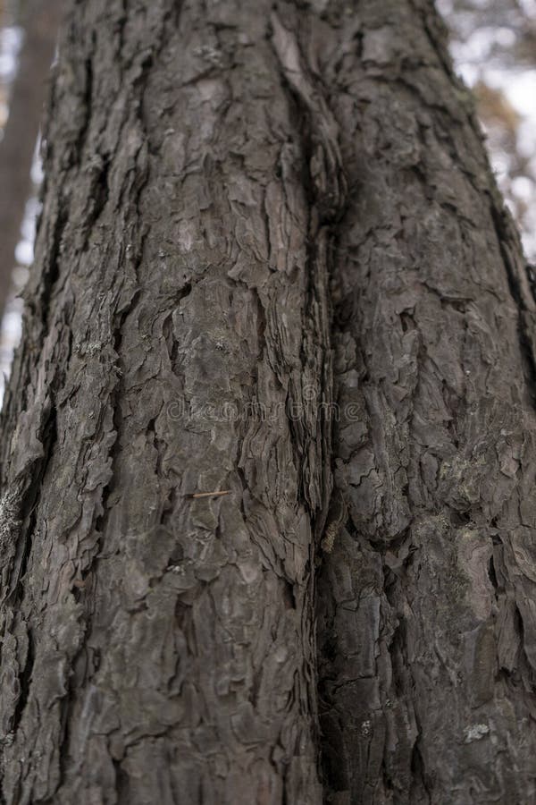 Tree bark macro pine tree in forest trees texture background vertical. High quality photo
