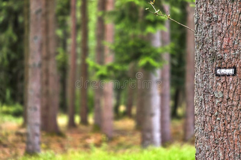 Tree Bark with Marker and Forest Blur Background Stock Photo - Image of  summer, space: 154991288