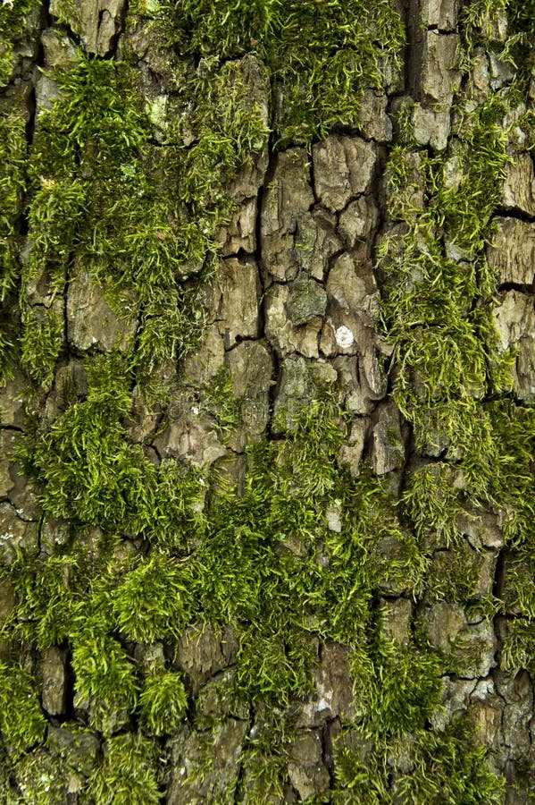 Tree bark and moss royalty free stock photo