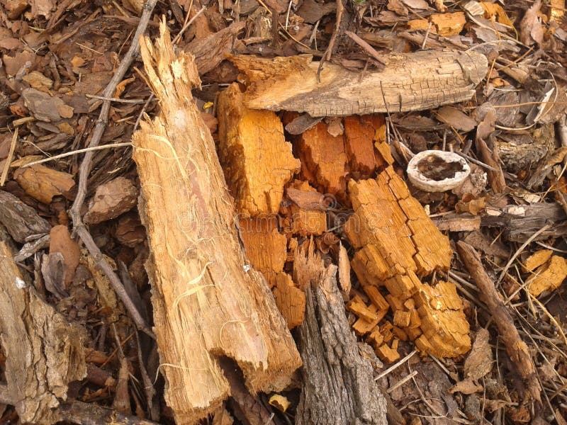 Tree bark pieces stock image. Image of pieces, natural 43243393