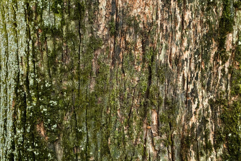 Tree bark royalty free stock image