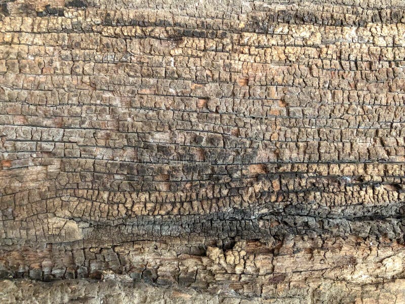 Tree bark skin stock photo. Image of natural, line, detail 184210746