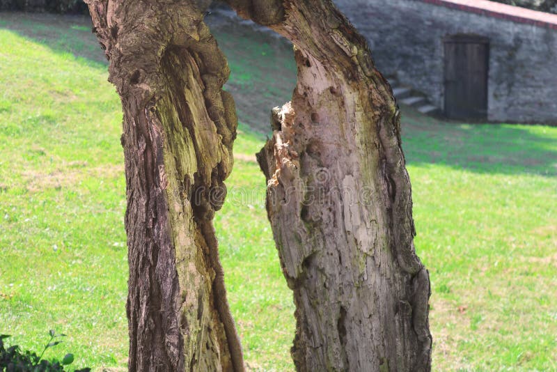 6 243 Life Lines Tree Photos Free Royalty Free Stock Photos From Dreamstime Page 8