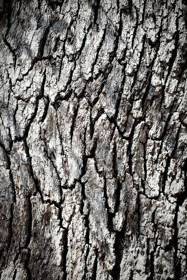 Tree bark texture