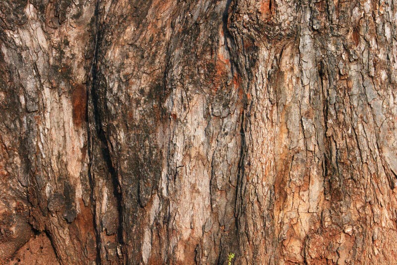 Tree bark texture