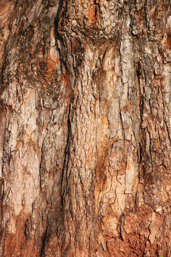 Tree bark texture