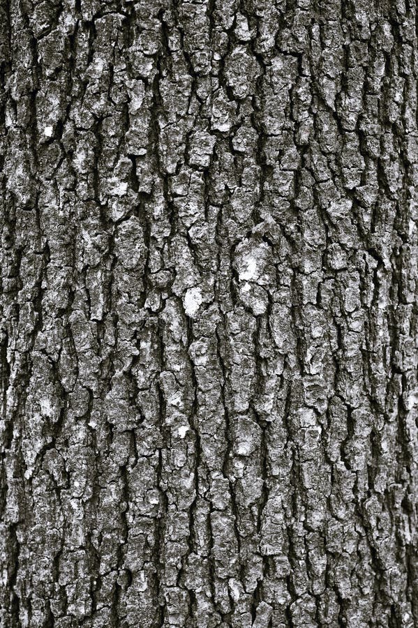 Tree bark texture