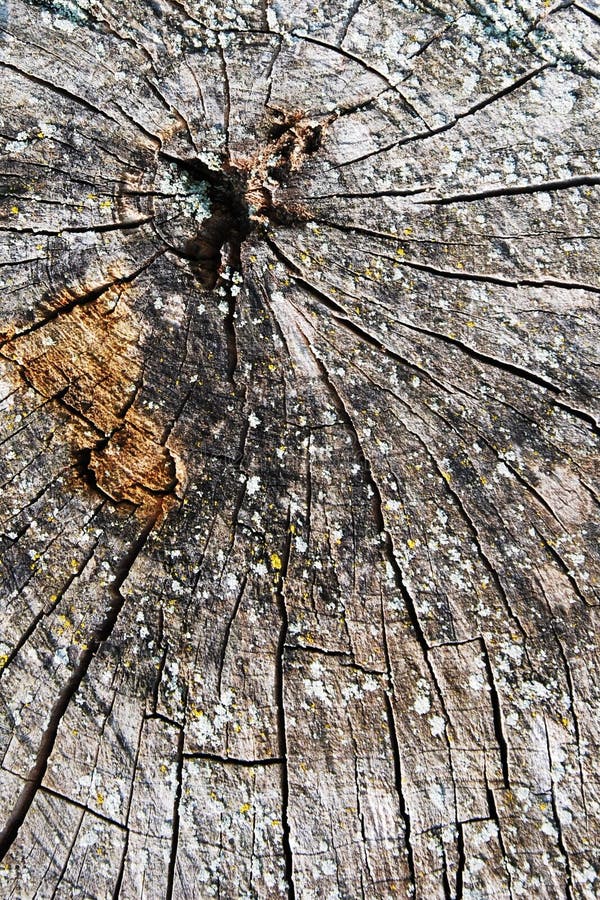 Tree bark texture