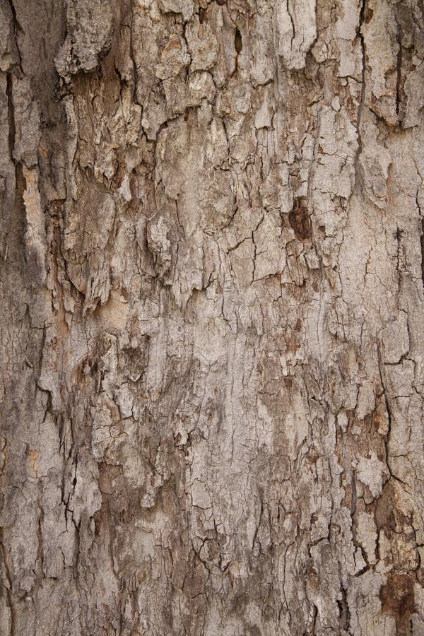 Tree Bark Texture