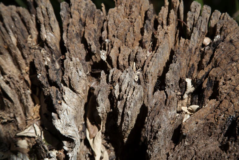 Tree bark texture royalty free stock image