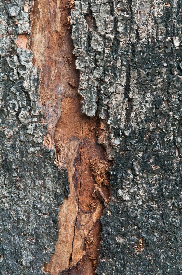 Tree bark texture