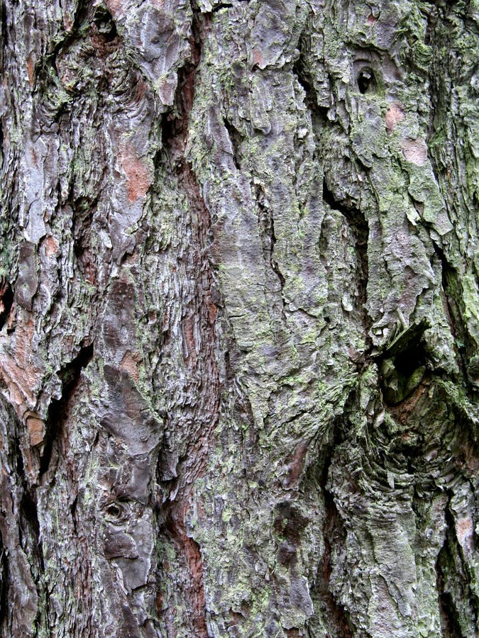 Tree bark texture stock photos