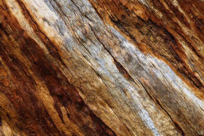 Tree bark texture