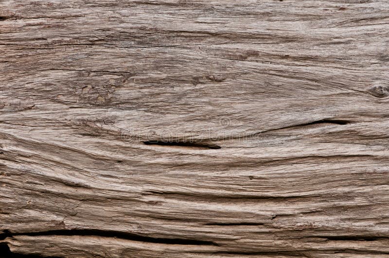 tree bark texture